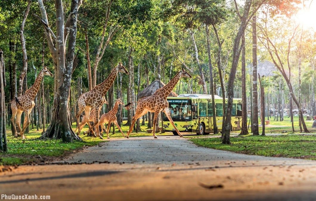 Hình ảnh Vinpearl Safari Phú Quốc