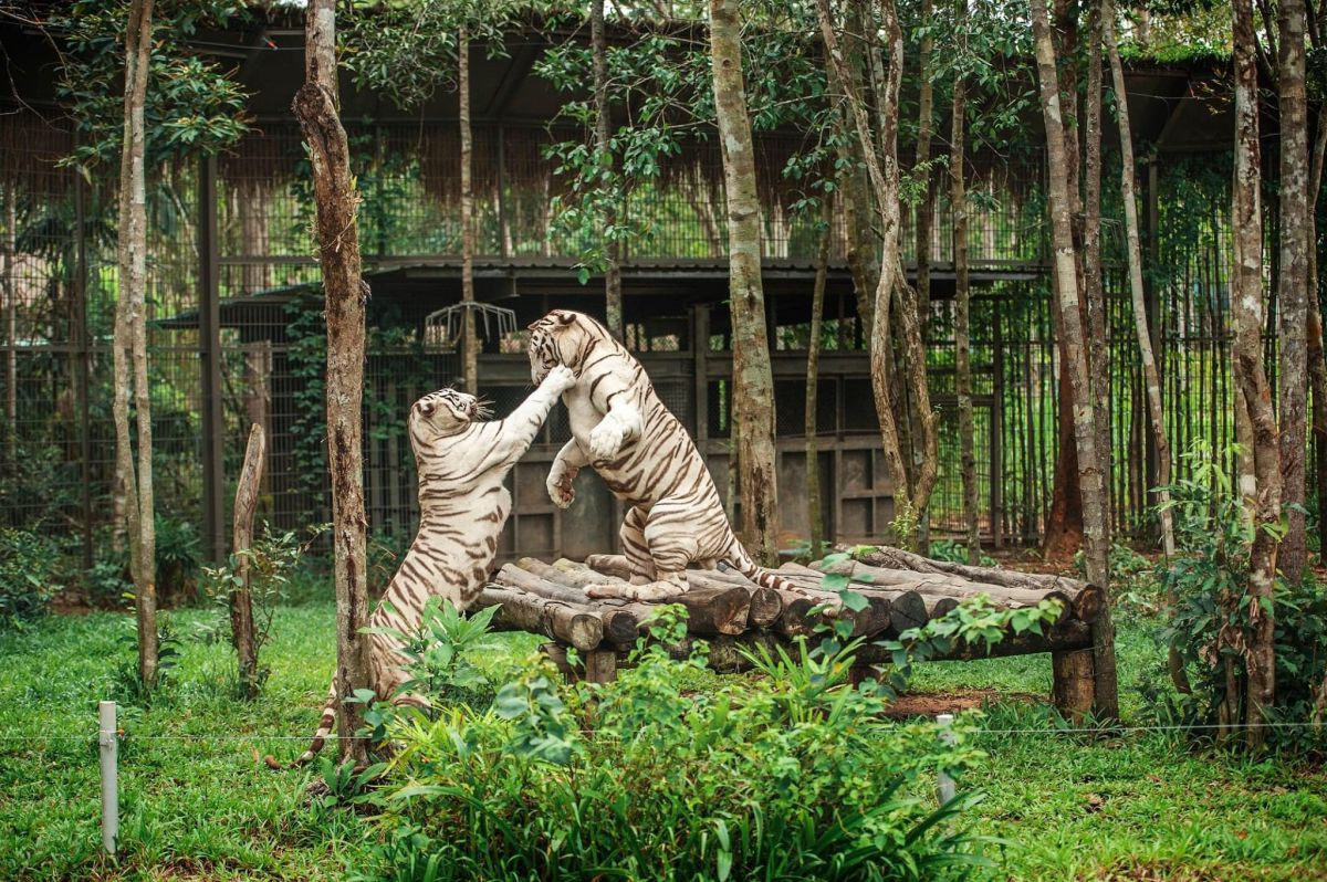 Công viên bảo tồn động vật Vinpearl Safari