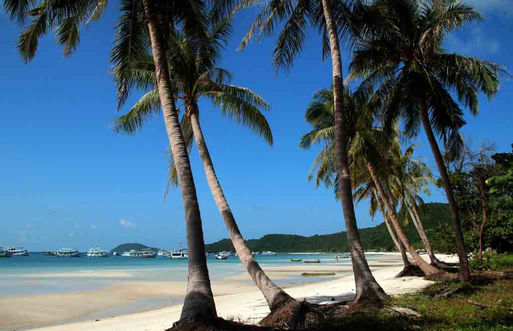 Hàng dừa thơ mộng của bãi Dài.