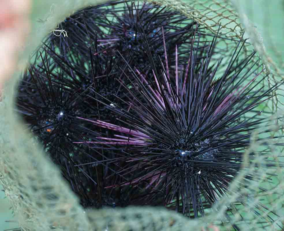 Nhum biển Phú Quốc (cầu gai/nhím biển).